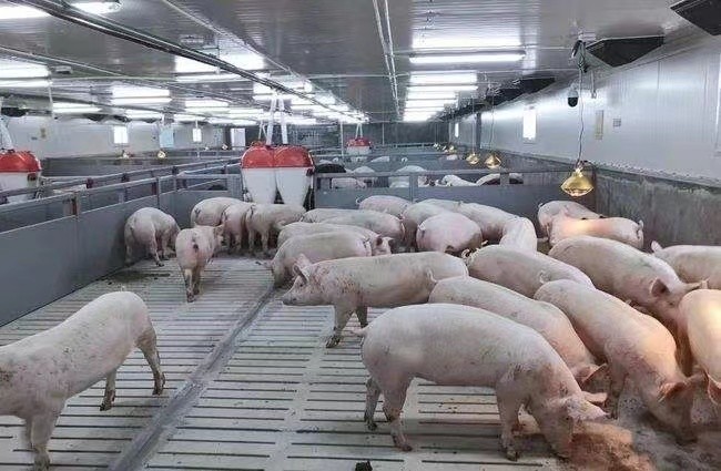 آخرین مورد شرکت 3000 مزرعه خوک پرواربندی در روسیه