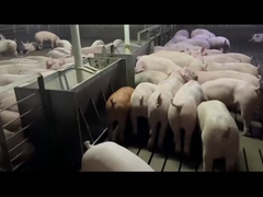 تغذیه خودکار فولاد ضد زنگ دامداری برای خوک هاگ ضد زنگ